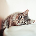 Acessórios & Roupas para Gatos