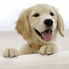 Acessórios & Roupas para Cachorros